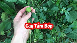 Tác Dụng Của Cây Tầm Bóp Là Gì và Mua Ở Đâu