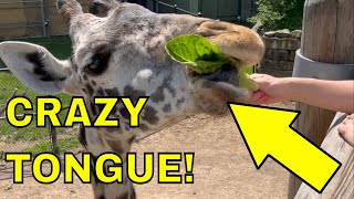 Girl's Magical Encounter With a Giraffe! Funny Animal Video