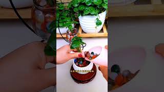 How to growing flower in cup put in home amazing #plants #flowers #shortvideo