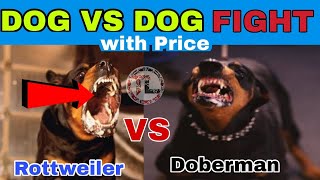 ROTTWEILER VS DOBERMAN | DOG FIGHT SERIES #3