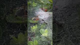 SPIDER wrestles ANT!!! 🥷🏽 #shorts