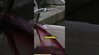 the art of winemaking