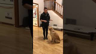 Teaching your dog SIT | Phase 2 - Duration | Funtastic K9 Training