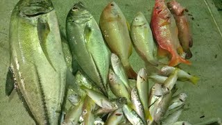 SWERTI NAKAMI DIN NG HULI #shianmaantv #fishing #buhaymandaragat #amazingfish