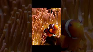 Clown Fish and Sea Anemone Friendship! #clownfish #anemone #sea #animals #seacreatures #facts