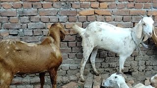 First time goat mating video live camera 📸