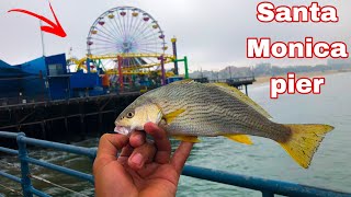 New species caught at Santa Monica pier, fishing for giants (stingrays etc)