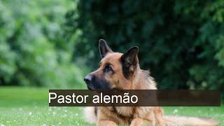 Cachorro Pastor alemão: características e fotos