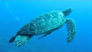 Sea Turtle: Scuba Diving at Apo Island, Philippines - Meeresschildkröte: Philippinen