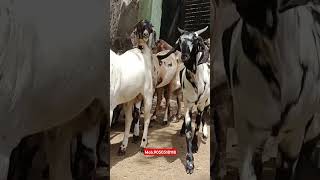 #totaparigoat #mewatibakra #viralvideo #viralshort #bitalbakra #sirohibakra #