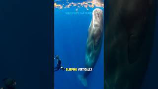 The Extraordinary Ways Sperm Whales Sleep #shorts #whale #animals #animal