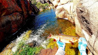 Crazy Big Bull Snake and Lots of Amazing Trout From a Deep Remote Canyon Honey-Hole