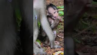 Ep187. Cute Monkey Goes Bananas in Adorable Viral Video!