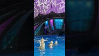 Dolphins show ❤️, watch till end #dolphin#show#seaworld#trending#youtuberlikes#youtube#water#amazing