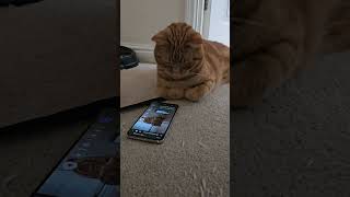 Cat Bert watching himself on YouTube....on YouTube