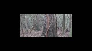 DELAWARE DEER HUNTING BLACK POWDER 2024