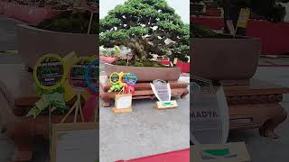 Juara kontes bonsai