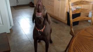 AMAZING Singing Dog