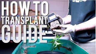 EASY GUIDE: TRANSPLANTING USING ORGANIC FERTILIZER