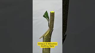 Unique And Attractive Grafting Style #grafting #graftingtechnique #shorts