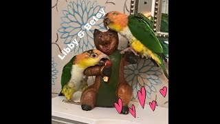 Yellow thigh Caique parrots Libby loo and Fonzzy playtime they are a happy loving couple at play.