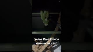 Green Tree Python taking a mouse