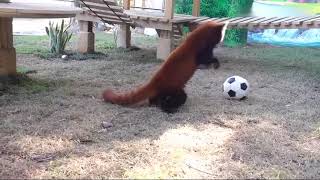 【red panda】Are you the football star of the next World Cup?