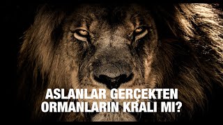 Aslan; Ormanların Kralı!