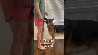 HOW TO TEACH YOUR DOG THE HEEL FLIP ❗️🩴