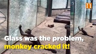 Glass was the problem, monkey cracked it!