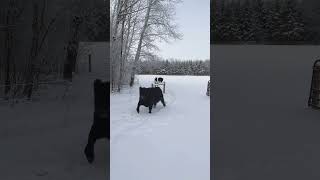 Winter In Minnesota #beltedgallowayhomestead