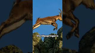 Klipspringer: The Mountain Jumper 🦌🦌🦌