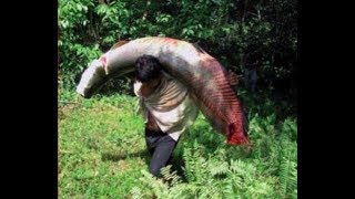 MKULIMA TODAY The Largest Fish Ever To Be Caught By  Hand | MKULIMATODAY.COM