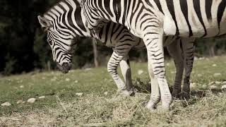 Zebra |True Nature |