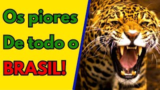 Se você os ver, FUJA!!! 12 ANIMAIS MAIS PERIGOSOS DO BRASIL!