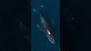 Just a beautiful video of a beautiful whale 🥰