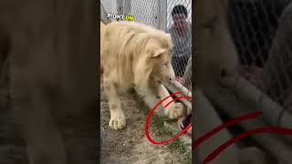 Lion rushing towards guy's hand 🤯