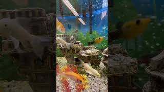 #Fish and wrecked #ship. Having an aquarium at work office is really cool 😍😍 like my video then 🙏