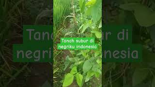 Tanah subur di negriku indonesia #iwanfals #shortvideo #shorts