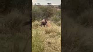 Lion Brings Down Wildebeest in Maasai Mara