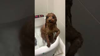 Ce caniche est dans son jacuzzi et il a l’air d’apprécier 🐶