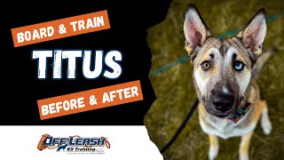 Husky/German Shepherd Mix, 11 m/o, "Titus" | Best Husky/GSD Mix Obedience Training Spokane