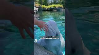 as BELUGAS IMITAM a VOZ HUMANA? | wildboppre