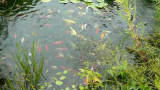 BASSIN A POISSONS DE GUY.MOV