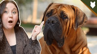 5 Reasons Why YOU SHOULD Get A BOERBOEL