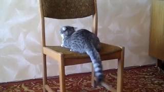 Cats doing sports - Funny compilation