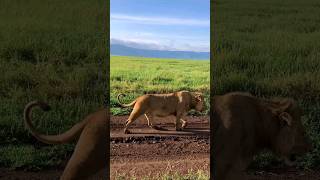 Вот это дефиле! #shorts #lions #animals #львы в саванне