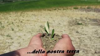 Sigla di " Vieni a Grassano"