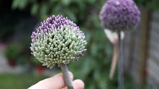 Allium 'Summer Drummer' - FarmerGracy.co.uk