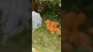 Orange From My Farm | Fresh Fruit Cutting In My Farm#viral #yt sort 🍊